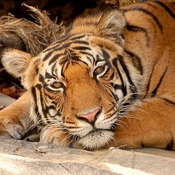 Tijger